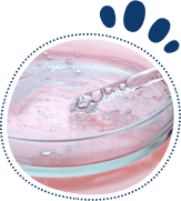 Hydrolyzed Collagen Peptides